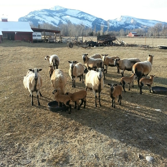 SAVE On Shipping By Bundling - Picture 3 of 3